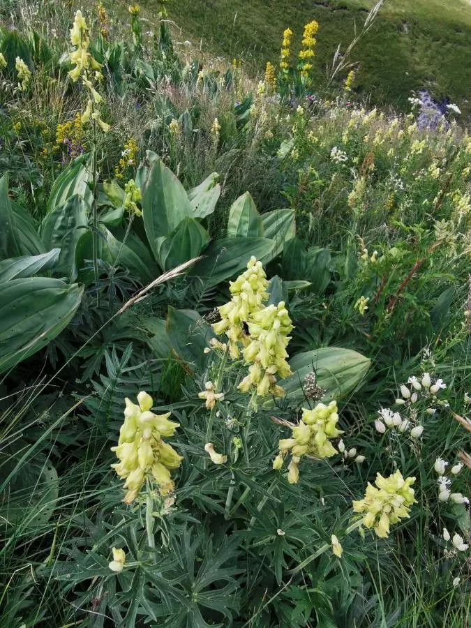 Wolf’s-bane (Aconitum lycoctonum, Sp. Pl.: 532 (1753))