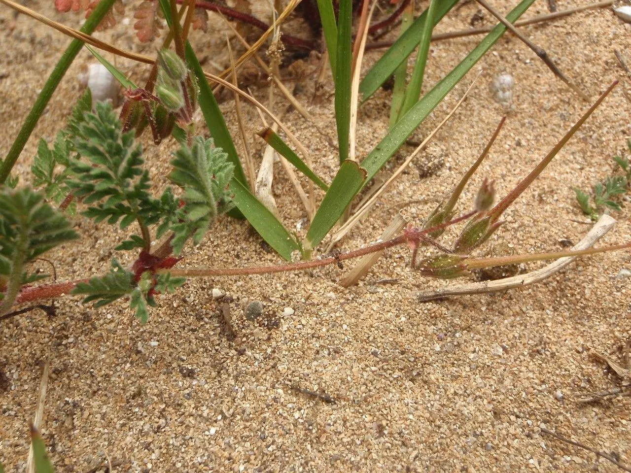 Sticky stork’s-bill (Erodium lebelii, Mém. Acad. Sci. Lyon, Sect. Sci. 1: 260 (1851))