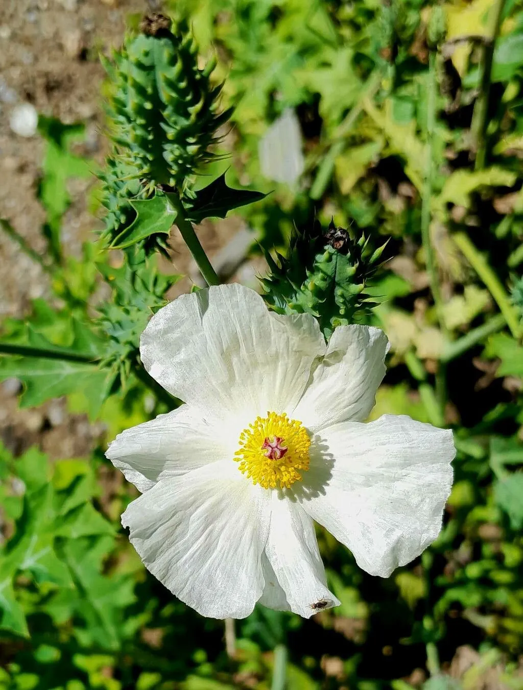 Crested pricklypoppy (Argemone polyanthemos, Mem. Torrey Bot. Club 21:128. 1958)