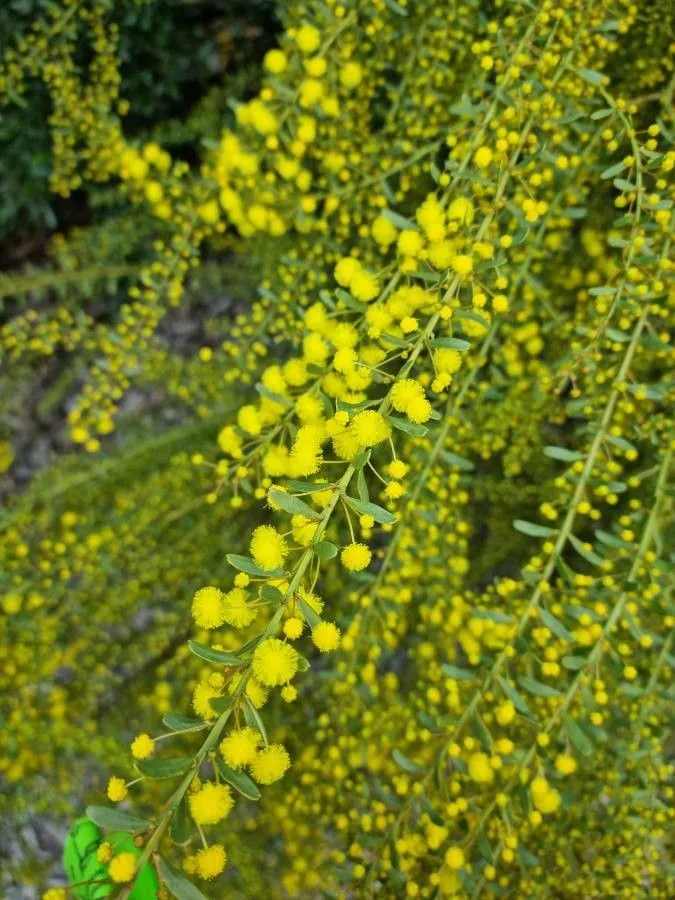 Gold-dust acacia (Acacia acinacea, T.L.Mitchell, Three Exped. Australia 2: 267 (1838))