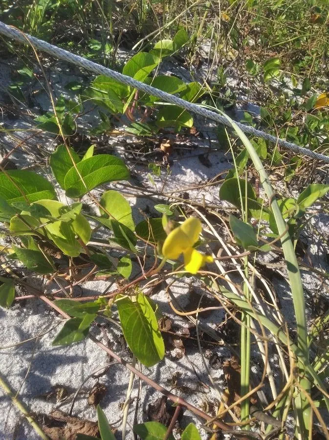 Dune-bean (Vigna marina, Interpr. Herb. Amboin.: 285 (1917))