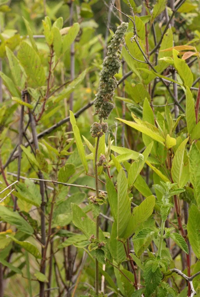 Comb bushmint (Mesosphaerum pectinatum, Revis. Gen. Pl. 2: 525 (1891))