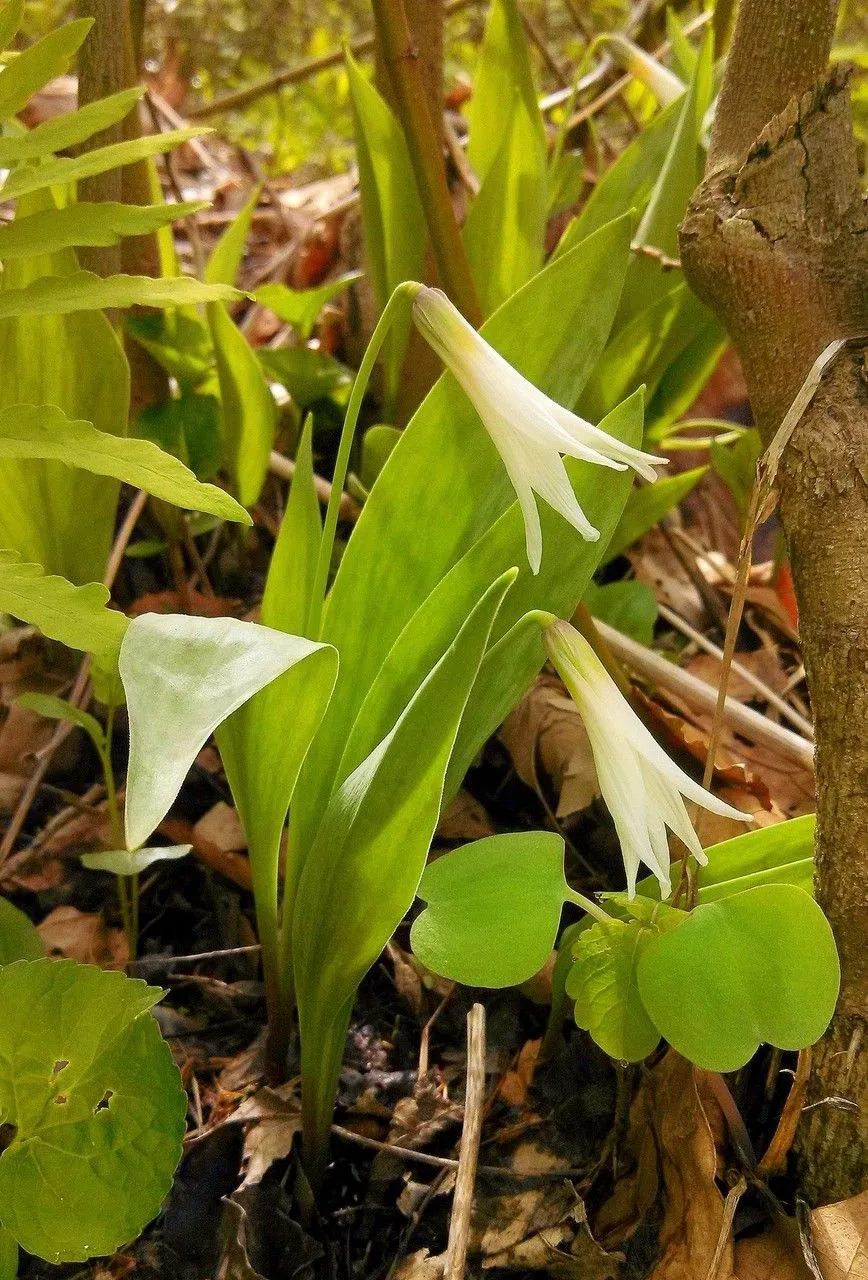 White trout-lily (Erythronium albidum, Gen. N. Amer. Pl. 1: 223 (1818))