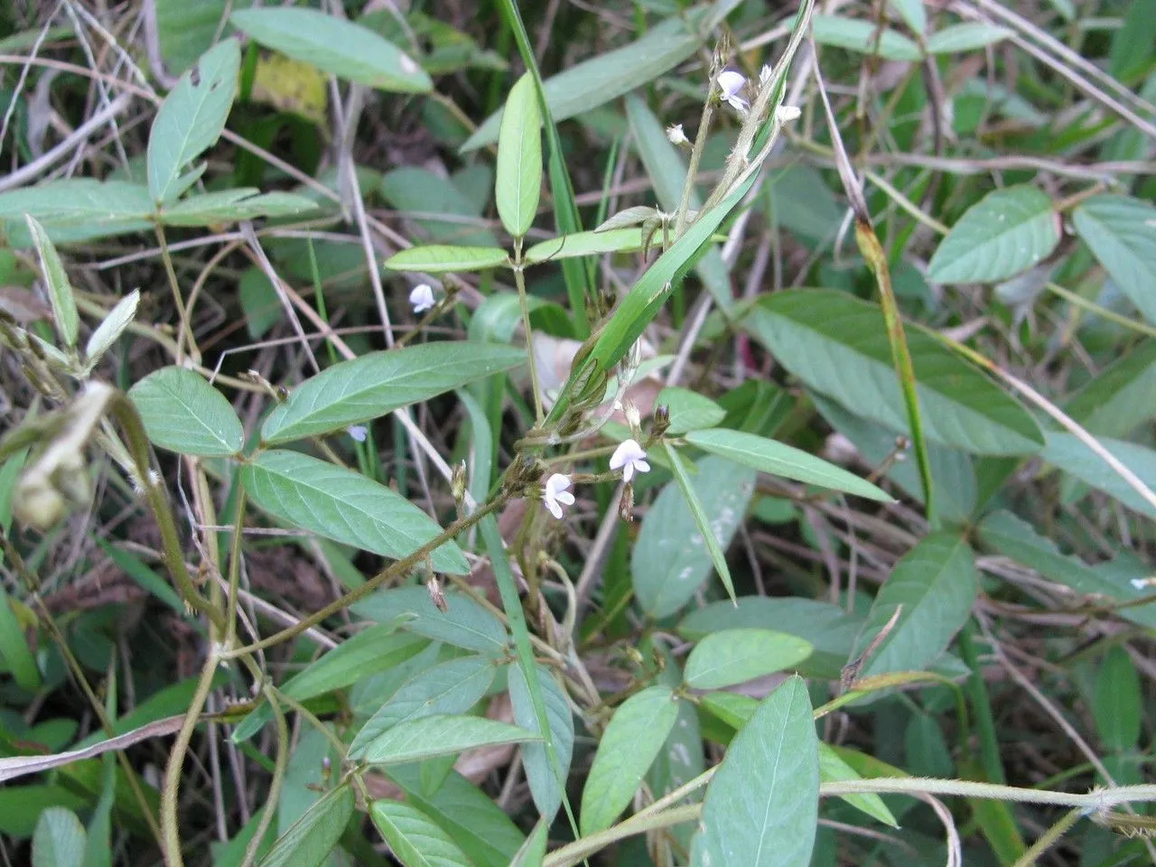 Cresta de gallo blanco (Teramnus uncinatus, Prodr. Veg. Ind. Occ.: 105 (1788))