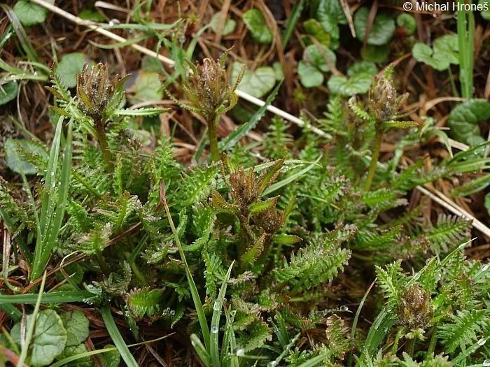 Sudetic lousewort (Pedicularis sudetica, Sp. Pl., ed. 4, 3: 209 (1800))