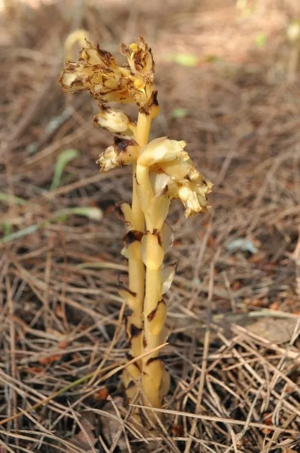 Yellow bird’s-nest (Monotropa hypopitys, Sp. Pl.: 387 (1753))