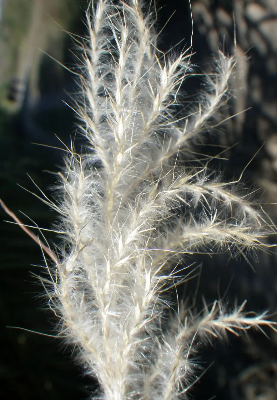 Cane bluestem (Bothriochloa barbinodis, Revista Sudamer. Bot. 6: 135 (1940))