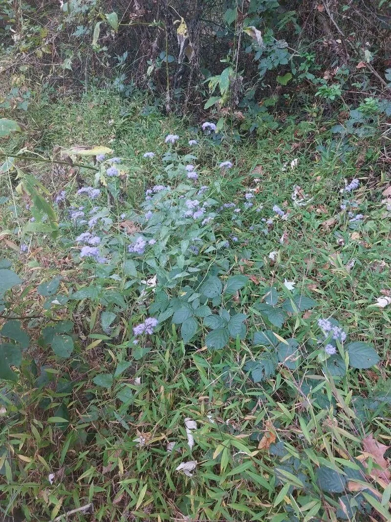 Blue mistflower (Conoclinium coelestinum, Prodr. 5: 135 (1836))