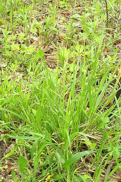 Eastern woodland sedge (Carex blanda, Amer. J. Sci. Arts 10: 45 (1826))