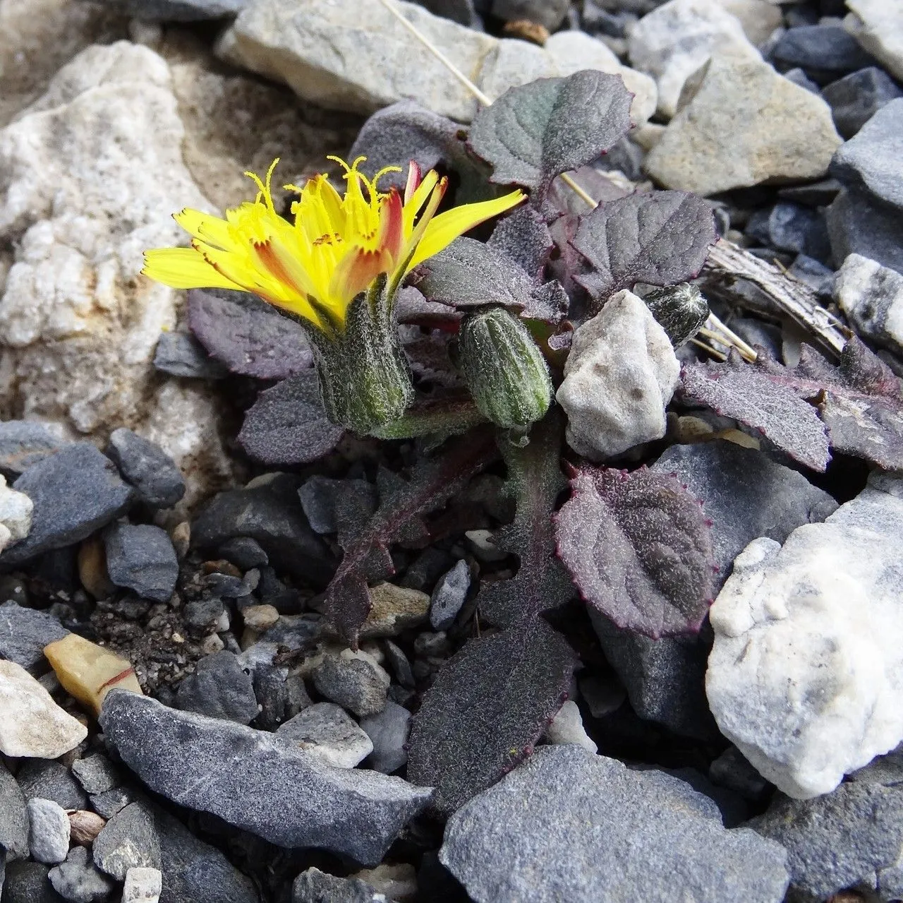 Pygmy hawksbeard (Crepis pygmaea, Sp. Pl.: 805 (1753))