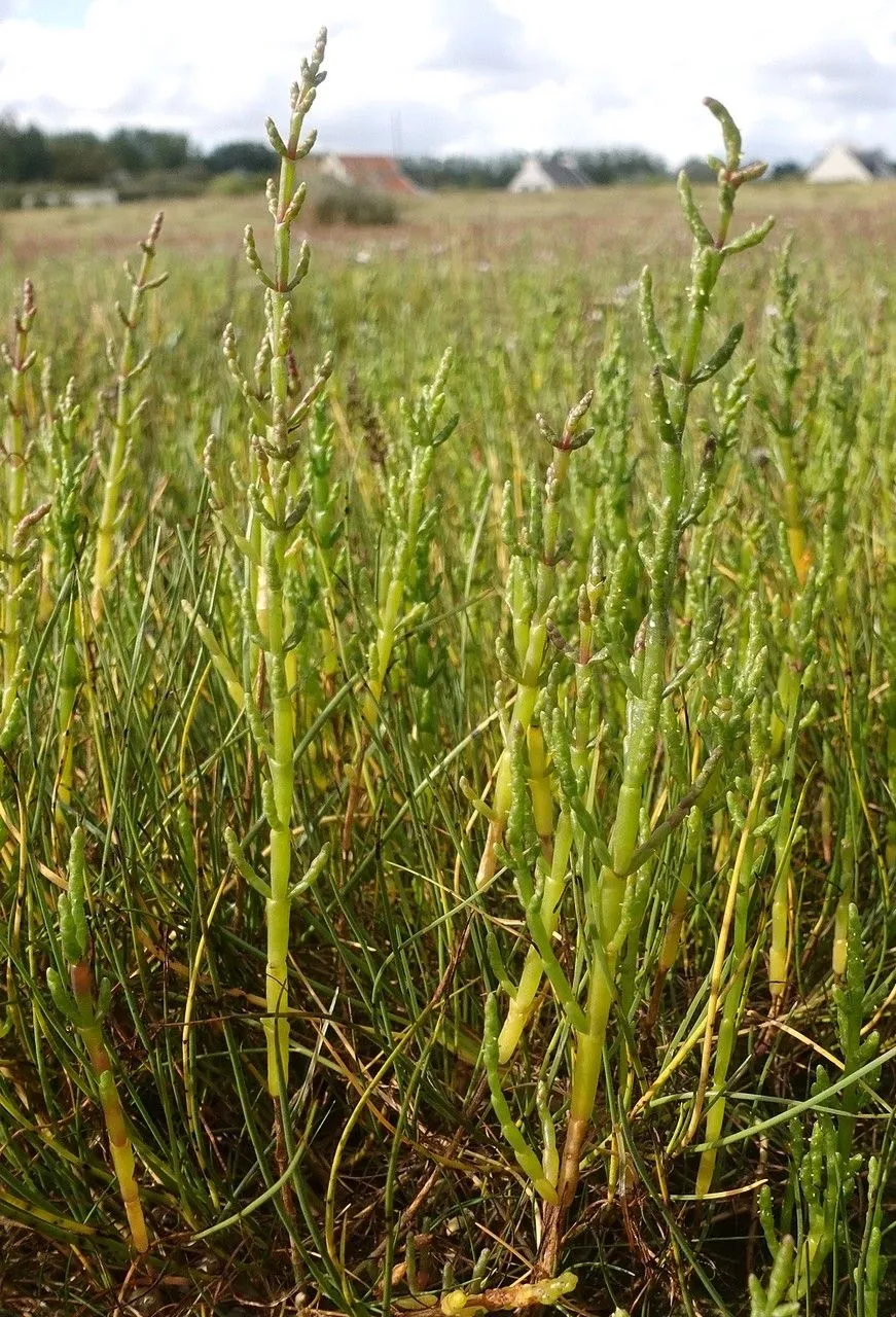 Common glasswort (Salicornia europaea, Sp. Pl.: 3 (1753))