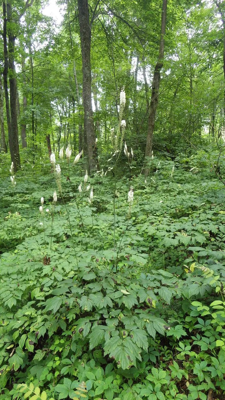 Black cohosh (Actaea racemosa, Sp. Pl.: 504 (1753))