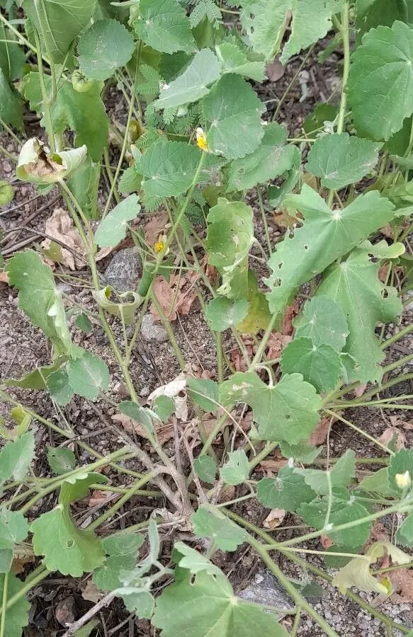 Lantern vine (Herissantia crispa, J. Arnold Arbor. 49: 279 (1968))