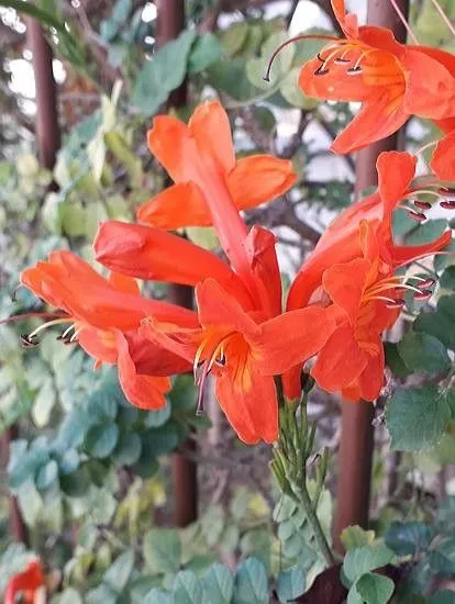 Cape-honeysuckle (Tecoma capensis, Lindl. (1828). In: Bot. Reg. 13: T. 1117.)