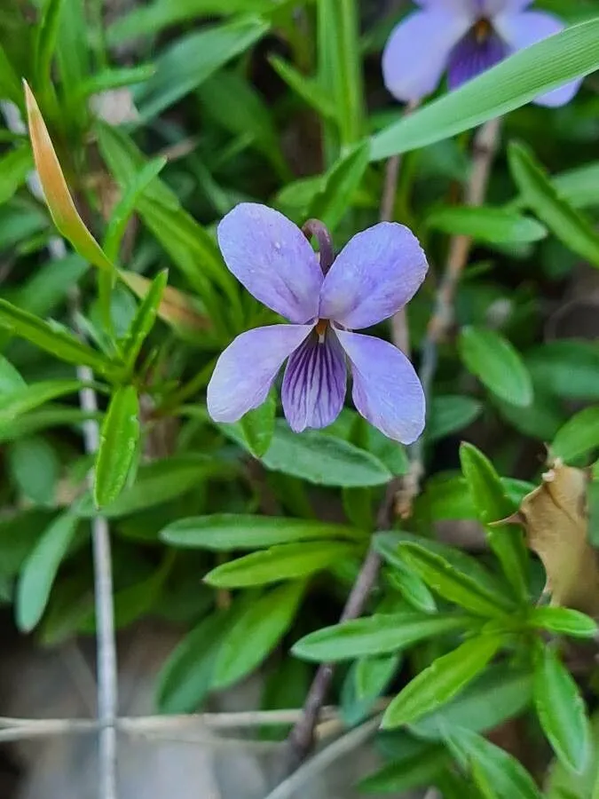 Shrubby violet (Viola arborescens, Sp. Pl.: 935 (1753))