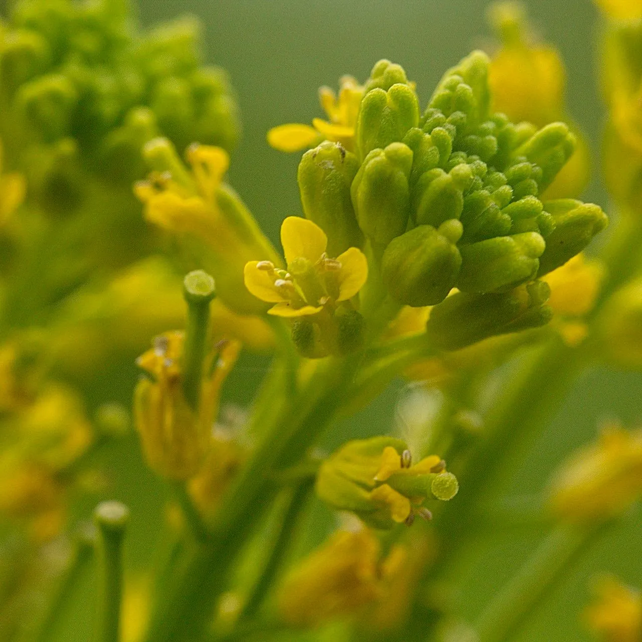 Small flowered winter-cress (Barbarea stricta, Enum. Pl. Volh.: 72 (1821))