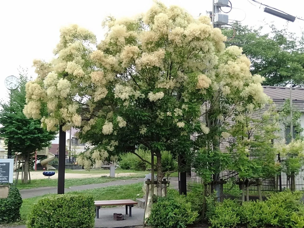 Chinese flowering ash (Fraxinus sieboldiana, Mus. Bot. 1: 311 (1851))