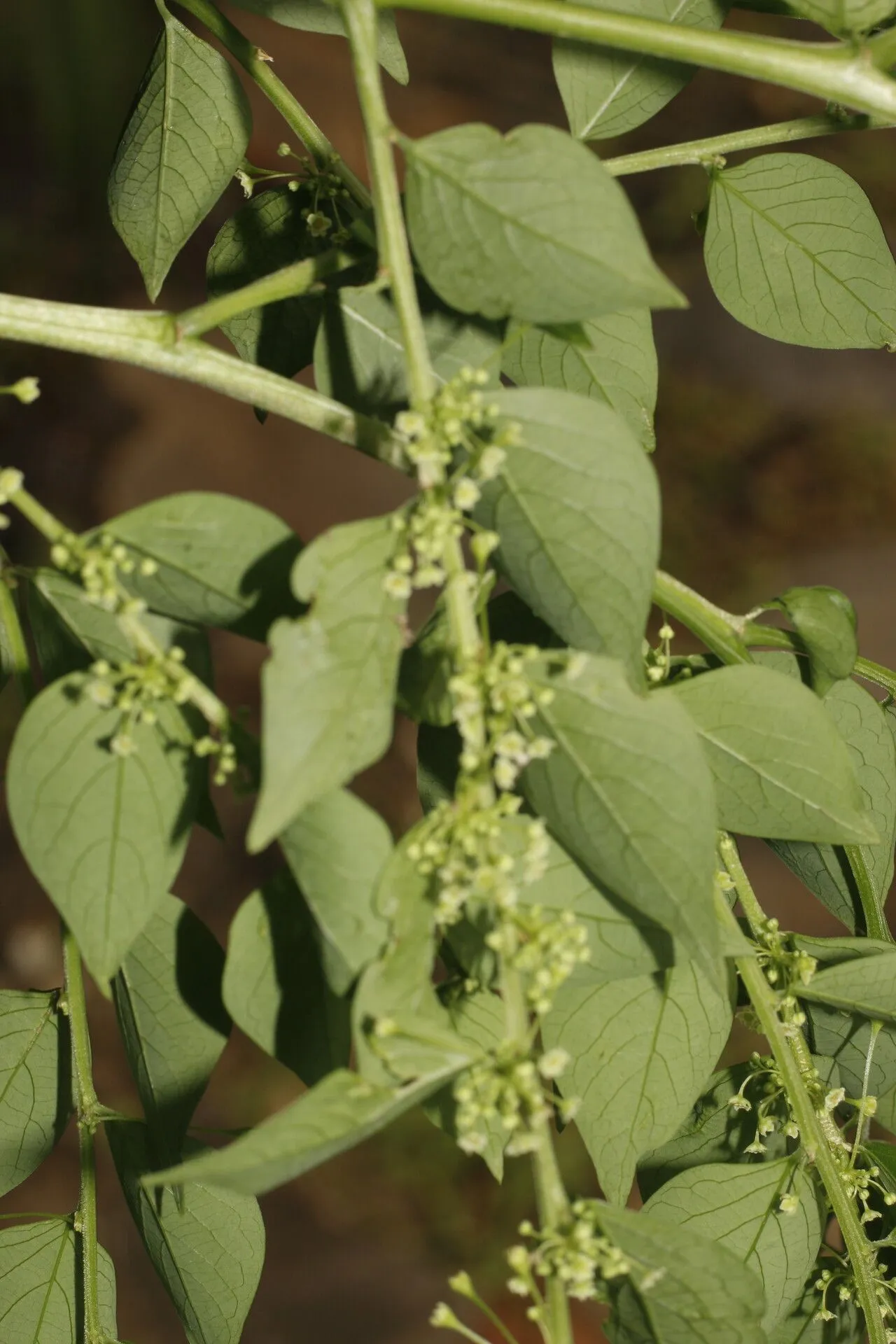 Jamaican gooseberry tree (Phyllanthus acuminatus, Symb. Bot. 2: 95 (1791))