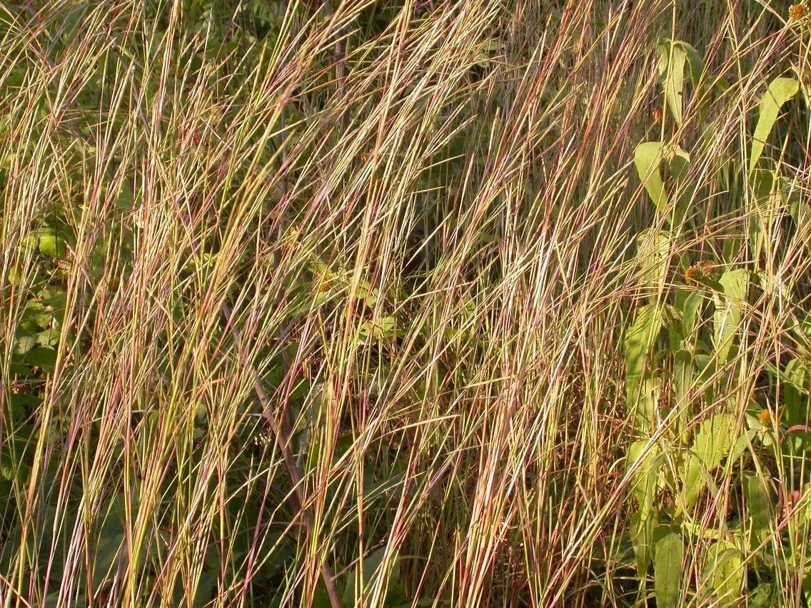 Prairie beard grass (Schizachyrium scoparium, J.K.Small, Fl. S.E. U.S.: 59 (1903))