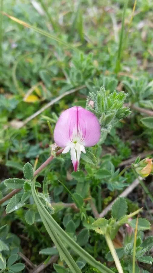 Thorny restharrow (Ononis spinosa, Sp. Pl.: 716 (1753))