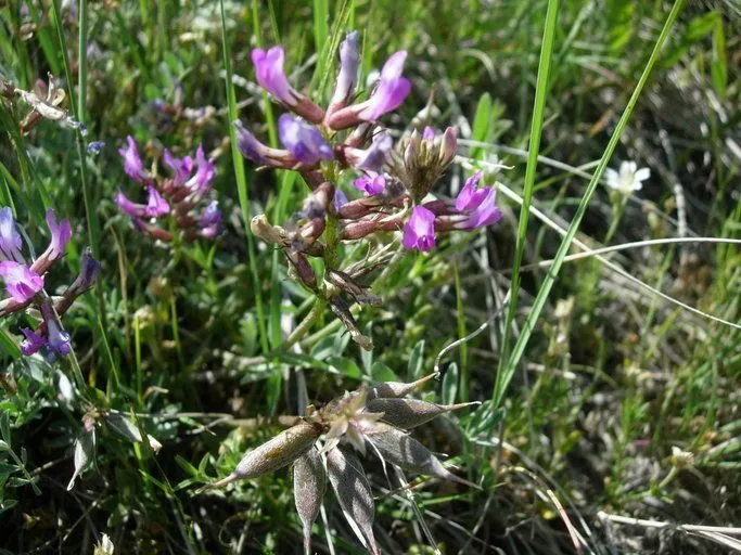 Missouri milk-vetch (Astragalus missouriensis, Gen. N. Amer. Pl. 2: 99 (1818))