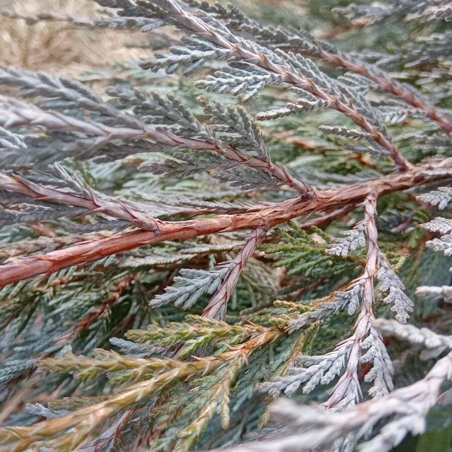 Rocky mountain red-cedar (Juniperus scopulorum, Gard. & Forest 10: 420 (1897))