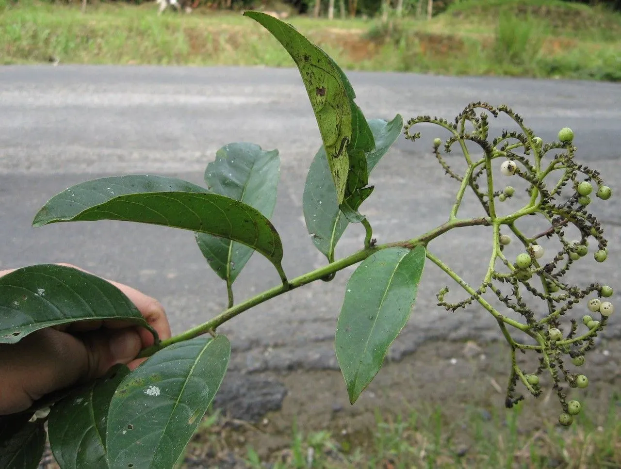 Niguita (Tournefortia bicolor, Prodr. Veg. Ind. Occ.: 40 (1788))