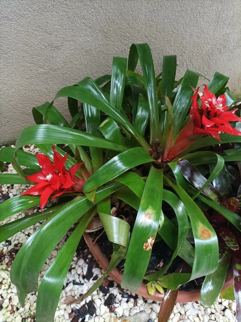 Droophead tufted airplant (Guzmania lingulata, A.L.P.P.de Candolle & A.C.P.de Candolle, Monogr. Phan. 9: 899 (1896))