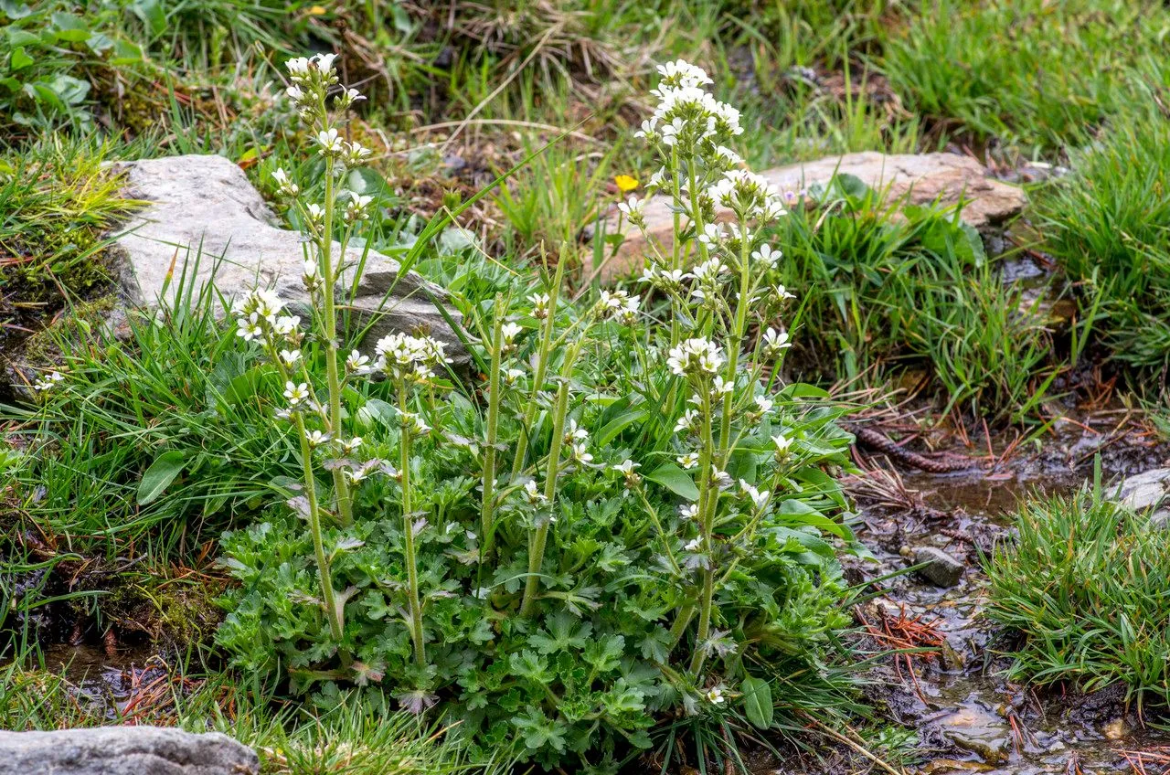 Aquatic pyrenean saxifrage (Saxifraga aquatica, Fig. Fl. Pyrénées: 53 (1801))