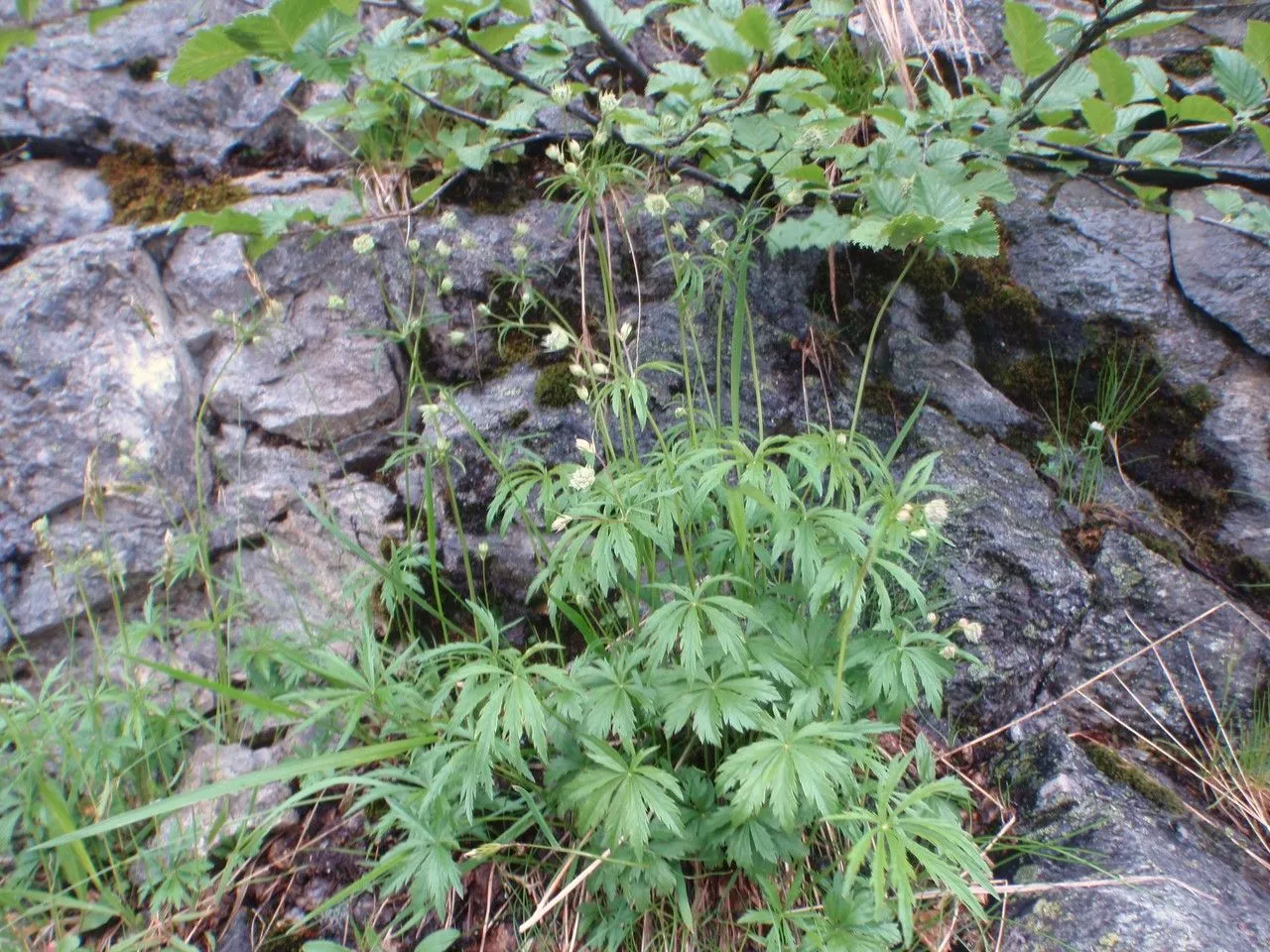 Lesser masterwort (Astrantia minor, Sp. Pl.: 235 (1753))