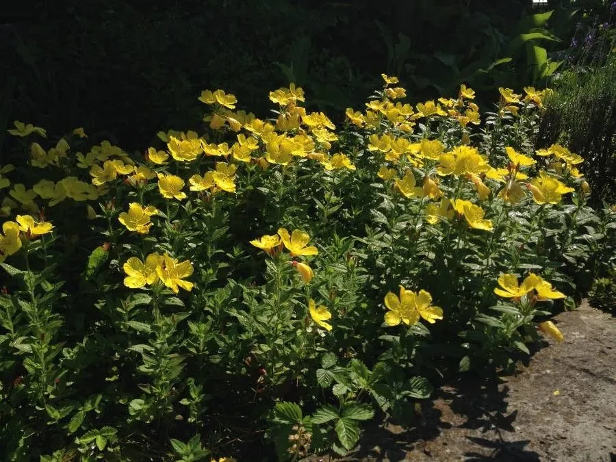 Narrow-leaf evening-primrose (Oenothera fruticosa, Sp. Pl.: 346 (1753))