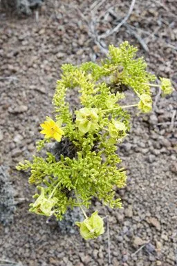 Dwarf mountain fleabane (Erigeron compositus, Fl. Amer. Sept. 2: 535 (1813))