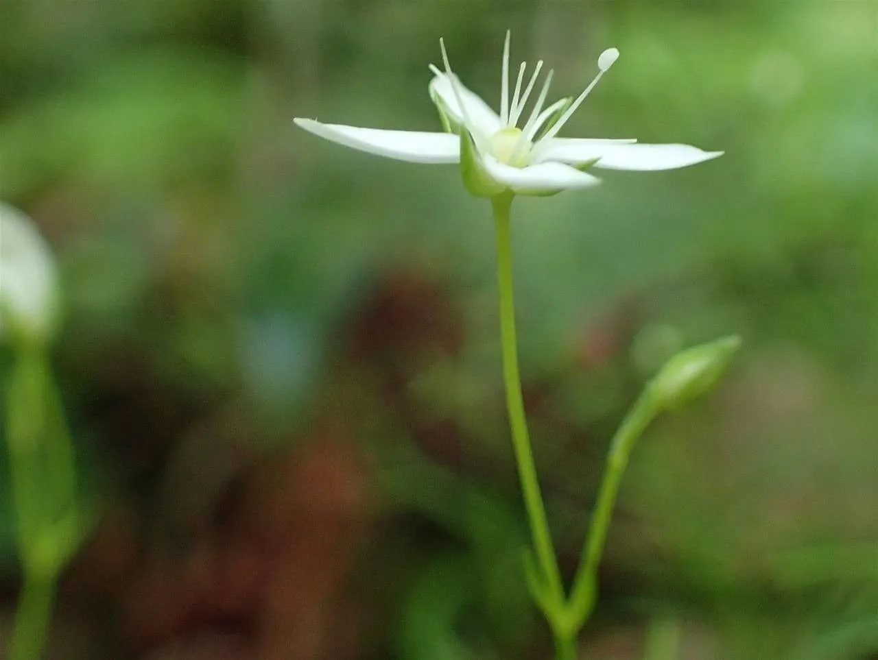 Mossy sandwort (Moehringia muscosa, Sp. Pl.: 359 (1753))