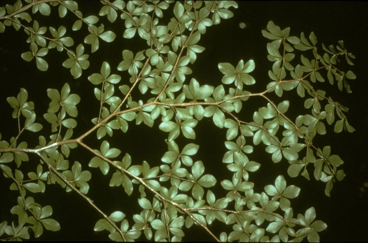 White-olive (Terminalia amazonia, A.A.Pulle, Fl. Suriname 3: 173 (1935))