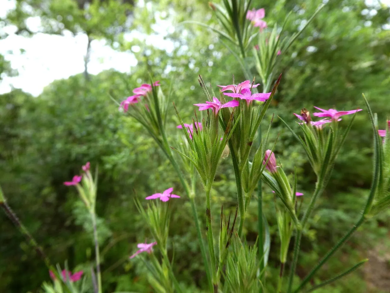 Grass pink (Dianthus armeria, Sp. Pl.: 410 (1753))