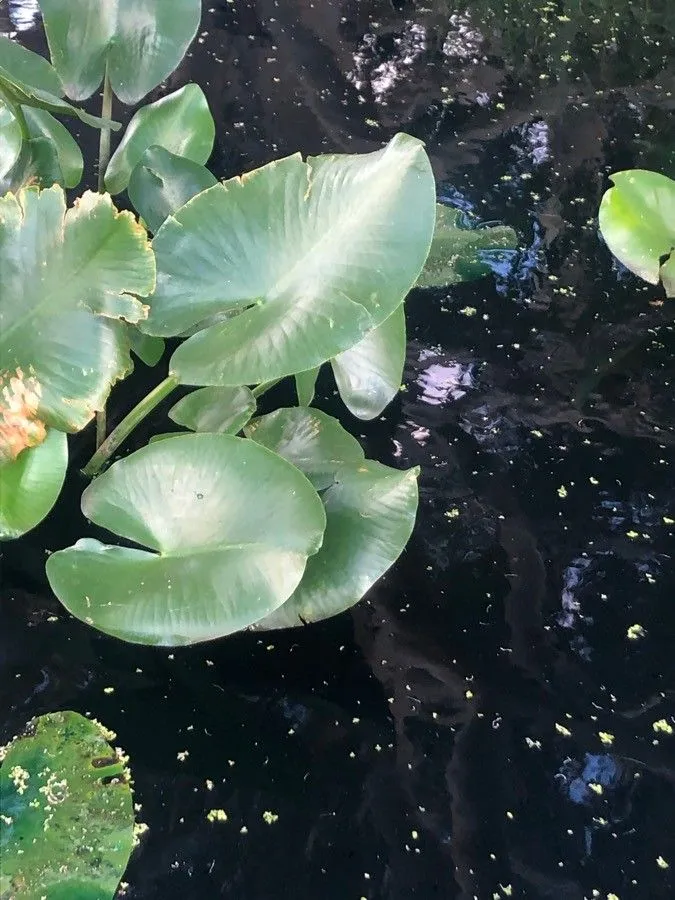 Spatter-dock (Nuphar advena, Hortus Kew. 3: 295 (1811))