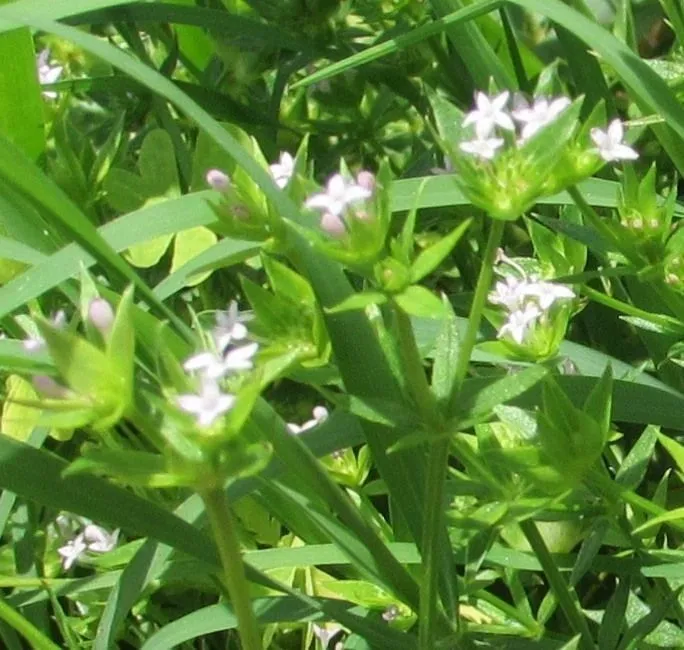 Prairie bluets (Stenaria nigricans, Sida 19: 600 (2001))