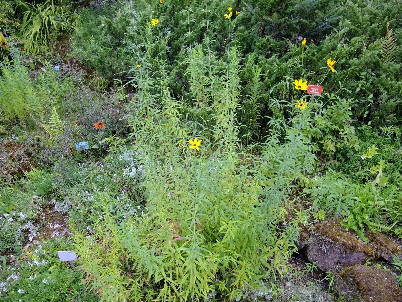 Tall coreopsis (Coreopsis tripteris, Sp. Pl.: 908 (1753))