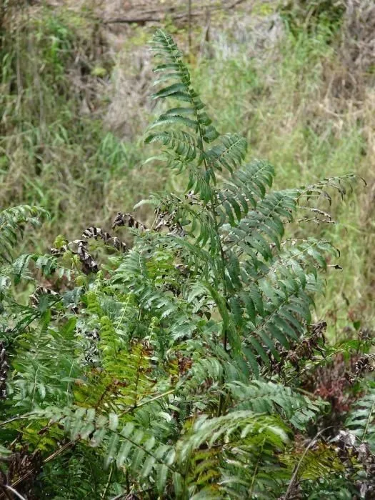 Vegetable fern (Diplazium esculentum, “J. Bot. (Schrader) 1801(1,2):312. 1803-1804 (“”1803″”)”)