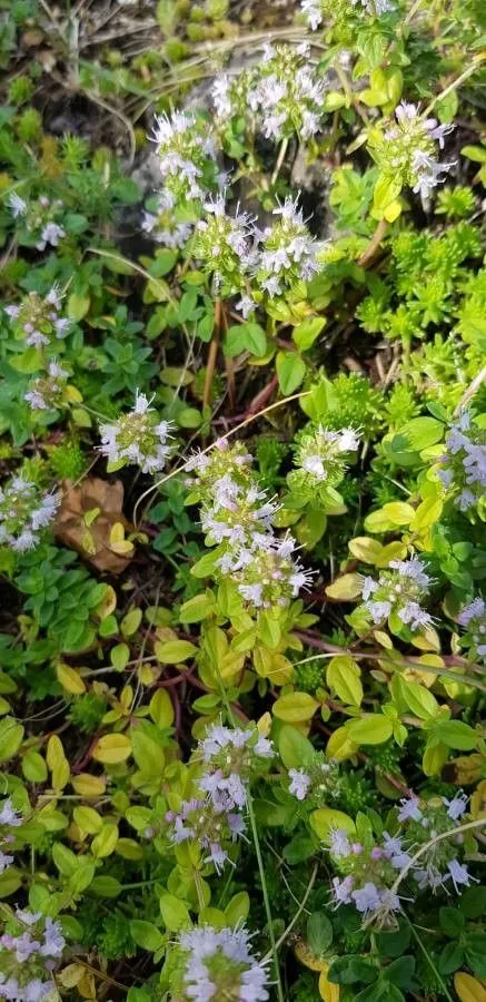 Large thyme (Thymus pulegioides, Sp. Pl.: 592 (1753))