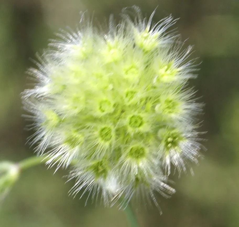 Common wild cumin (Lagoecia cuminoides, Sp. Pl.: 203 (1753))