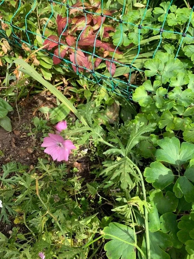 Greater musk mallow (Malva alcea, Sp. Pl.: 689 (1753))