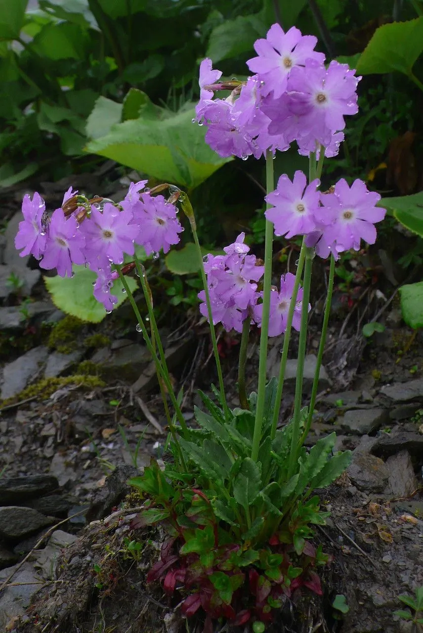 Siberian primrose (Primula nutans, Bemerk. Reise Russ. Reich 1: 200 (1775))