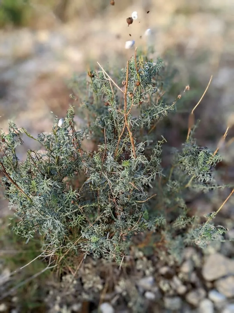 Narrow-leaved fringed rue (Ruta angustifolia, Syn. Pl. 1: 464 (1805))