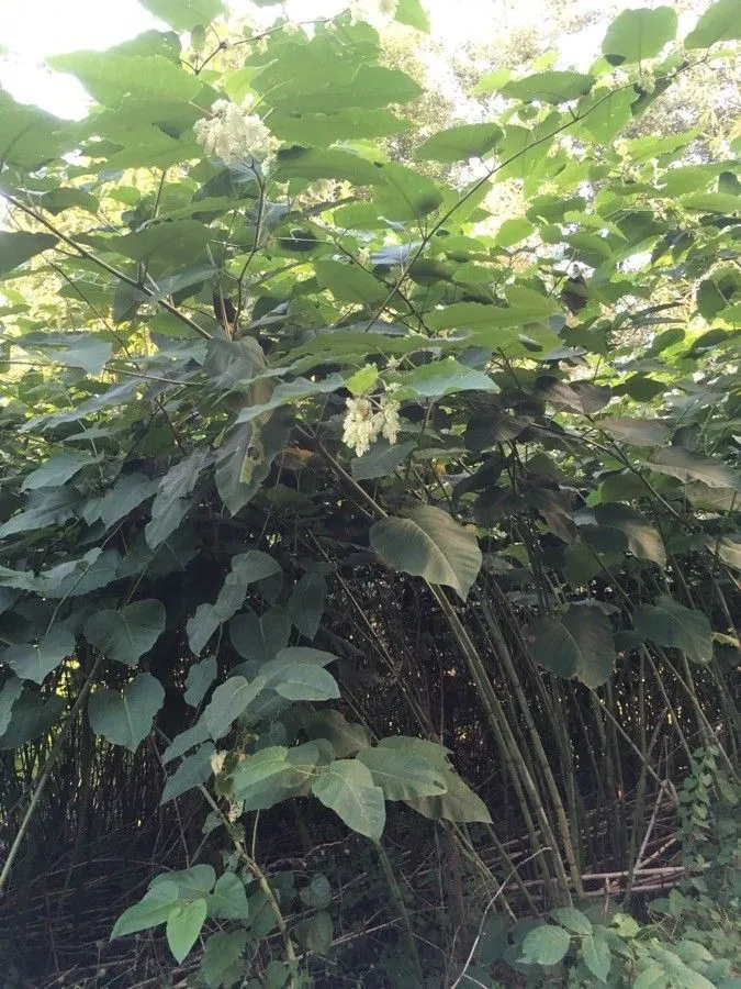 Giant knotweed (Reynoutria sachalinensis, T.Mori, Enum. Pl. Corea: 135 (1922))