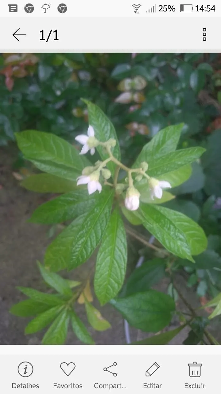 Nightshade (Solanum umbellatum, Gard. Dict. ed. 8.: n.° 27 (1768))