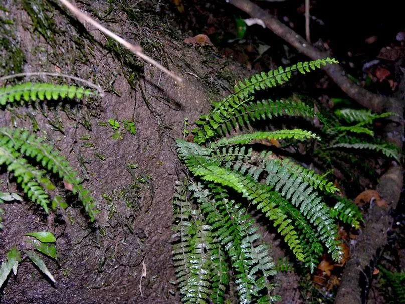 Showy spleenwort (Asplenium formosum, Sp. Pl., ed. 4, 5: 329 (1810))