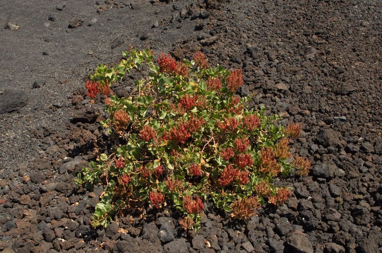 Canary island sorrel (Rumex lunaria, Sp. Pl.: 336 (1753))