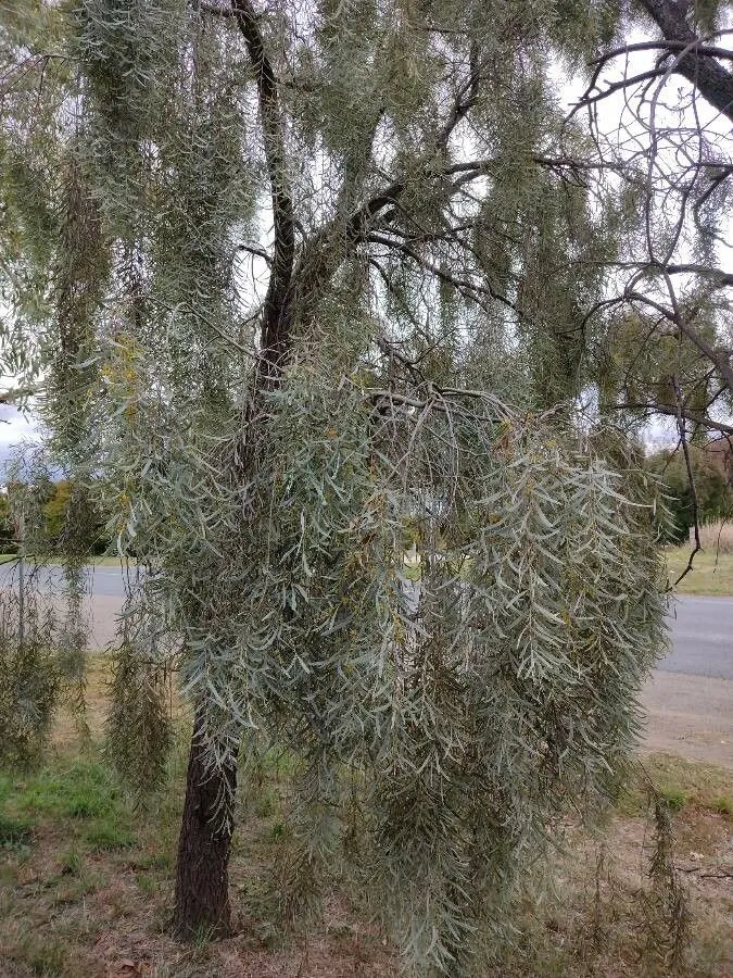 Myall acacia (Acacia pendula, Gen. Hist. 2: 404 (1832))