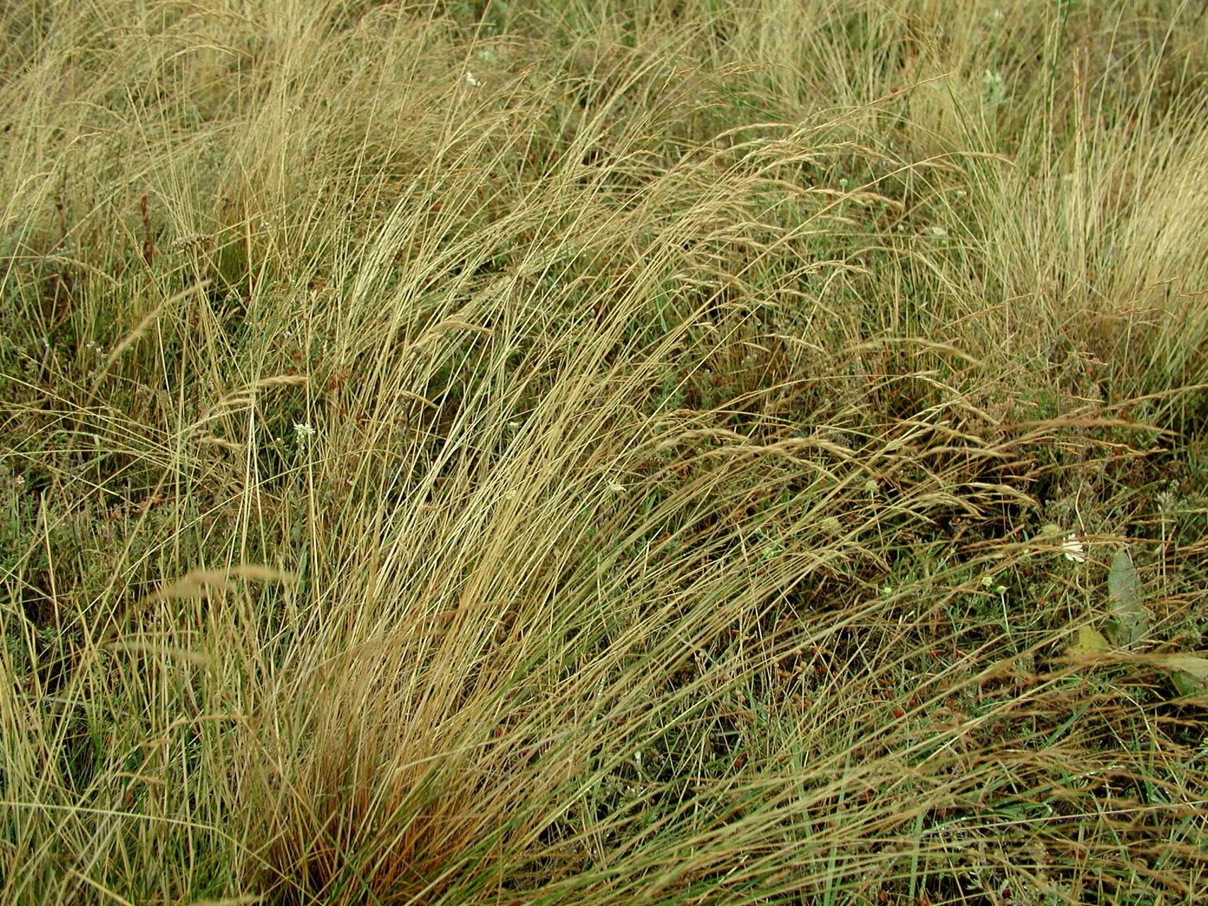 Dryland browntop (Agrostis castellana, Diagn. Pl. Nov. Hisp.: 26 (1842))